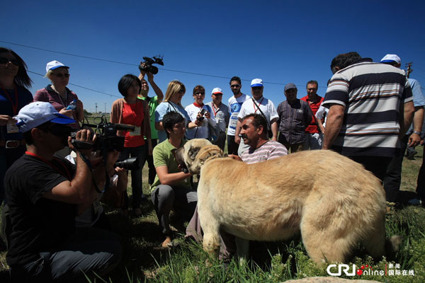 世界巨型犬中的佼佼者:土耳其传奇国犬坎高犬