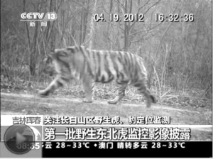 吉林野生东北虎实拍影像披露(图)