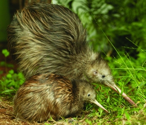 盘点各地国宝级动物:几维鸟是新西兰象征