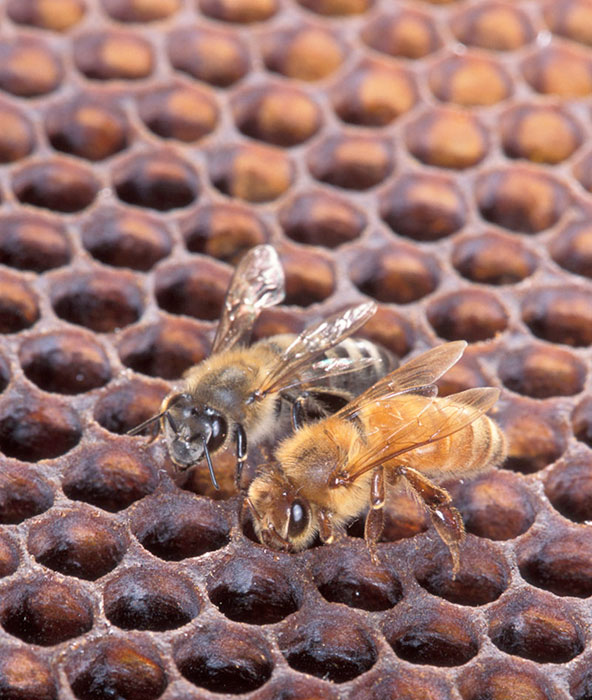 盘点全球20种外来生物入侵行为:食人鱼 杀人蜂