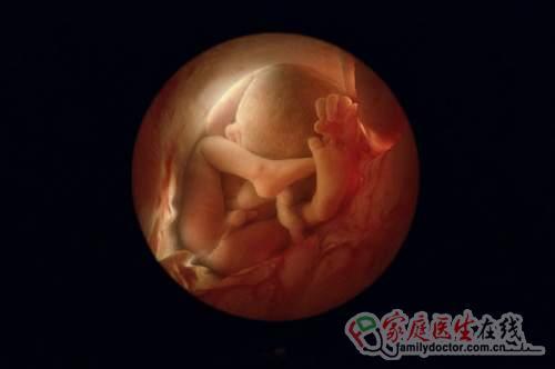 组图:精子发育胎儿全程