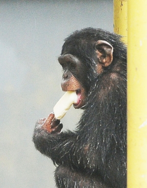 大熊猫吃水果冰蛋糕(图)