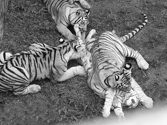 藏獒打架咬死狮子图片 世界上发生过藏獒和狮子打架的事件高清图片