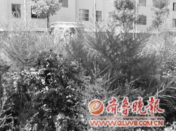 开发商撤走没和花苑v花苑安康图纸绿化带杂代表fj中什么草丛物业基础图片