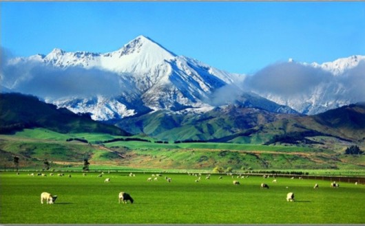 自然环境赋予新西兰牧场的草和奶牛安全的生长环境