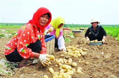 胶州土豆全省称王(图)