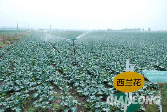坝上蔬菜记者行 感受京张蔬菜发展高速路(图