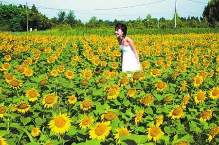 北京房山区主题葵园 体验花海带来的乐趣(图)