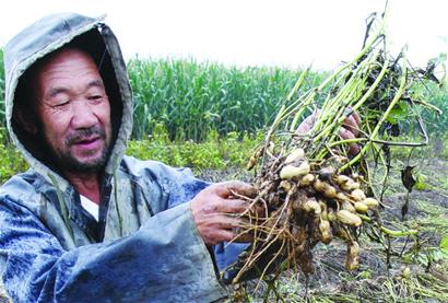 青岛农大神医终结杀手 拯救50万吨花生(图)