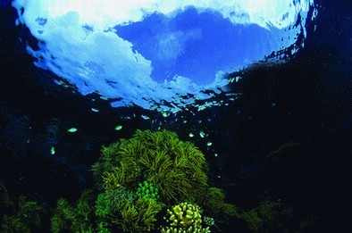 帕劳的洛克群岛是太平洋最纯净的海洋生态系统之一,免遭工业污染的