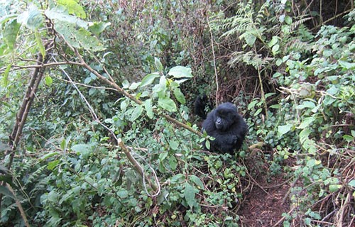 动物保护者拍到大猩猩团结合作拆除诱捕工具-