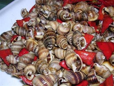织纹螺，俗称海丝螺、海狮螺、麦螺或白螺等，尾部较尖，细长，长度约为1厘米、宽度约为0.5厘米，主要分布于浙江、福建、广东沿海。资料图