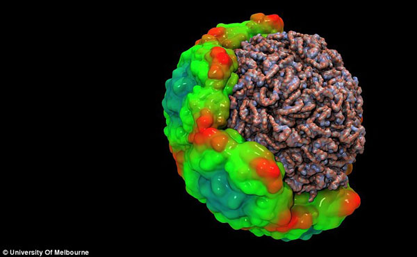 科学家通过世界上运行速度最快的计算机模拟出令人惊叹的病毒新图像与