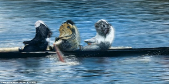 日历1月照片：豚鼠们齐心协力参加“划艇赛”