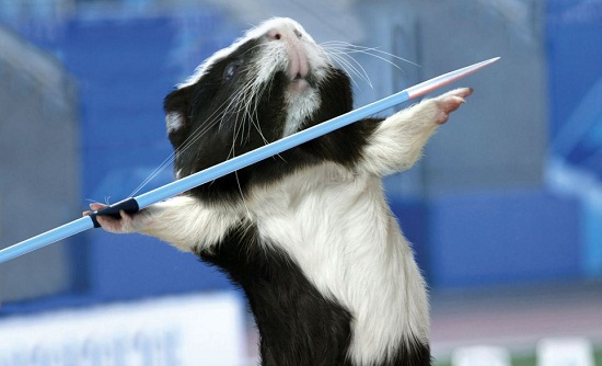 日历1月照片：豚鼠们齐心协力参加“划艇赛”