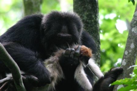 黑猩猩偶爾也吃葷，這只黑猩猩捕食一只疣猴。