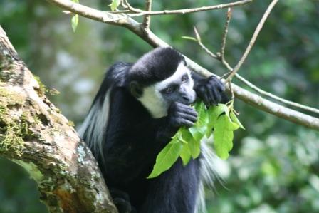 一只猴子在吃樹葉。