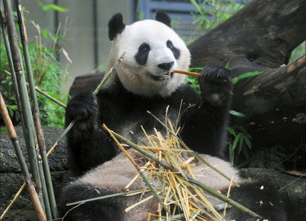 东京上野动物园中国大熊猫