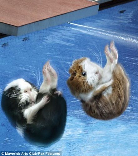 日历9月照片：双“鼠”跳水