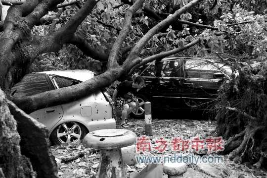 深圳一位市民冒着危险钻进倒下的大树下面去看自己的被压坏的爱车。 南都记者陈文才摄