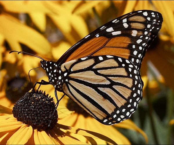 研究发现蝴蝶的翅膀颜色越深飞行速度越快