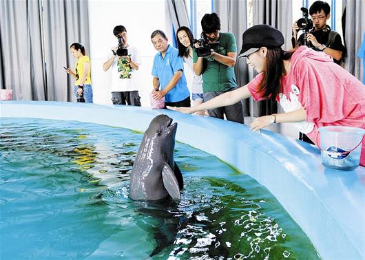 楚天都市报讯 图为：本报记者蹲守两天，终于捕捉到江豚的倩影记者程铭摄
