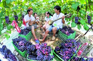 27日南岸迎龙镇金木果园葡萄采摘日,果园里一片欢歌,好一派庆丰收景象