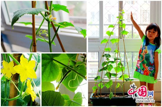 种子初种时,花盆、土壤拥抱它;嫩芽破土时,阳光、水珠滋润它;幼苗成长时,养分、爱心呵护它;小植开花时,宝宝笑脸相伴它。我和小植共成长就是让宝宝观察家中小植物的生长过程,由家长拍摄四张体现孩子和植物共成长的照片。豆苗、黄瓜、蘑菇、西红柿妈妈们将自家阳台布置成了蔬菜花园。澳童宝宝种的蘑菇层层叠叠、慕雯宝宝家的黄瓜藤还结着细细的小黄瓜、沛璇宝宝种的南瓜黄澄澄的挂在枝头像个小灯笼,还有灏悦宝宝家盛开的凤仙花、希希宝宝种的西红柿从播下种子到长出幼苗,这个过程持续两三个月,宝宝们每天都去观察、浇水,精心