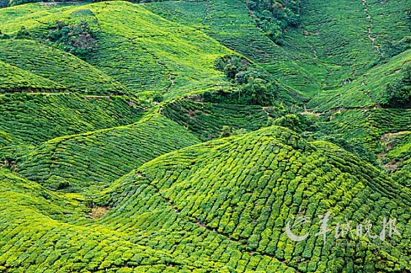 金马仑高原是马来西亚最大的茶叶产地