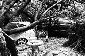 深圳台风过后树木损坏11万棵 超3500辆汽车被砸