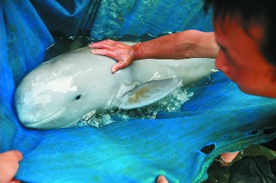 珍稀江豚搁浅 村民送它重归大海