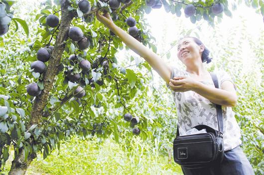 图文:巴东县金果坪乡利用荒地种植新品种李子