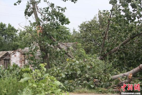 8月2日晚，台风“达维”在江苏响水陈家港镇沿海登陆，凶猛的“达维”给当地带来暴风骤雨。大树被折断倒在路旁。谷华 摄