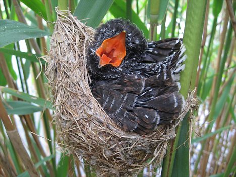 伪装大师杜鹃使用不同体色潜入其它鸟巢产蛋-