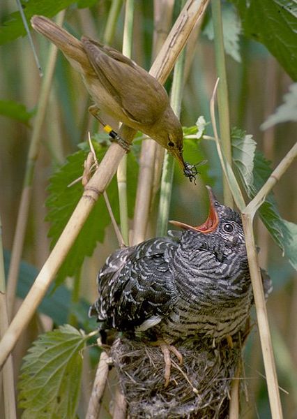 伪装大师杜鹃使用不同体色潜入其它鸟巢产蛋-