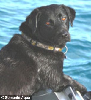 友谊超越物种:拉布拉多犬与海豚水中嬉戏(图)