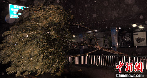 8日，记者从浙江省气象台了解到，2012年第11号台风“海葵”已于8日3时20分前后登陆浙江省三门湾北侧象山县。大树被吹倒。
