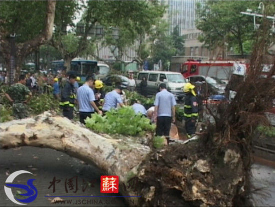 中国江苏网8月8日讯 据本网爆料人爆料，今天中午1:45左右，受台风影响，南京军区总院门口一棵梧桐树被刮倒，多个行人被砸倒在地。目前附近交通受阻。