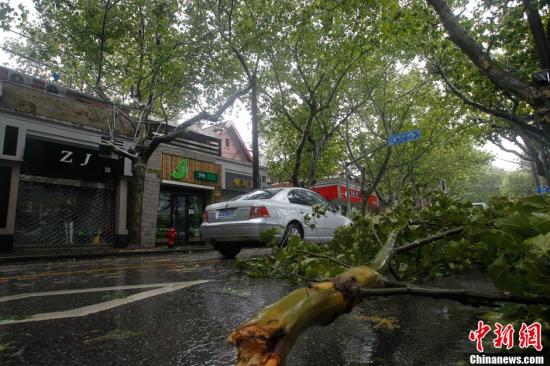 8月8日，上海中心气象台发布台风红色预警信号，受台风“海葵”影响，目前上海市部分地区已出现10-12级大风，不少树枝被吹断，交通受到影响。中新社发 汤彦俊 摄