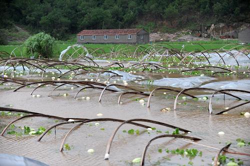 8月8日，在浙江三门县健跳镇，强降雨导致的积水淹没了一处瓜田。新华社记者 鞠焕宗 摄