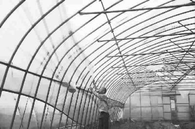 今天上午，宝山区月浦镇的菜农在整理修复被台风吹坏的蔬菜大棚 肖健 摄