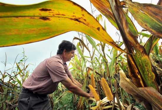 联合国呼吁美国停产玉米乙醇(图)