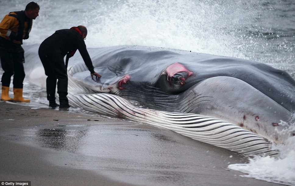 救援队赶到现场,试图将这只受伤的哺乳动物送回大海,但英国海洋生物