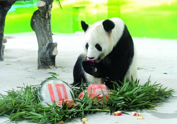 大熊猫新月过10岁生日(图)