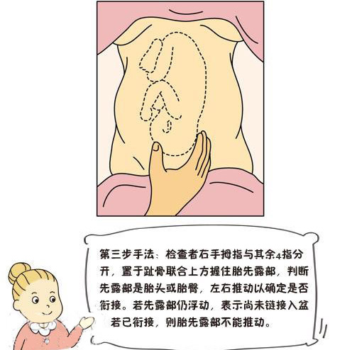 (0)   胎先露,胎方位判断:主要通过四步触诊了解胎产式,胎先露,胎方位