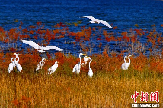 初秋时节，甘肃玉门市青山湿地植物园重现水草丰美，河流涟涟的美景，惹得一群白鹭在水中悠闲嬉戏。万宗平 摄