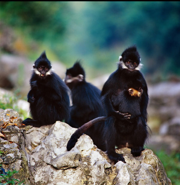 珍稀动物繁殖中心是目前世界上唯一的黑叶猴繁