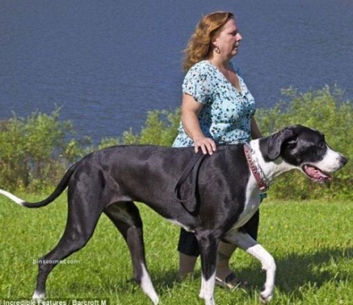 英大丹犬获"世界最高雌性犬"称号 身高近1米-中国新闻网资讯的空间