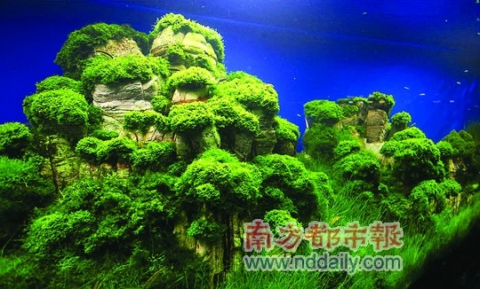 tips 水草造景的分类 水草造景可以分为水草缸,水陆缸,沼泽缸