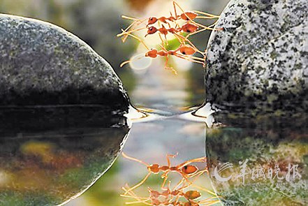 三只蚂蚁叠加在一起,准备渡河